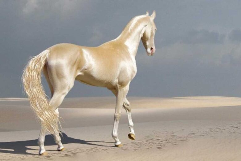 Akhal Teke Horse