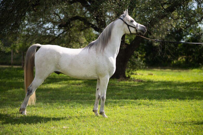 Arabian Horse