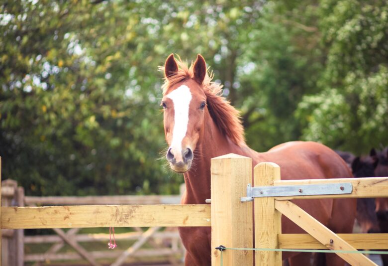 Dutch Warmblood Horse