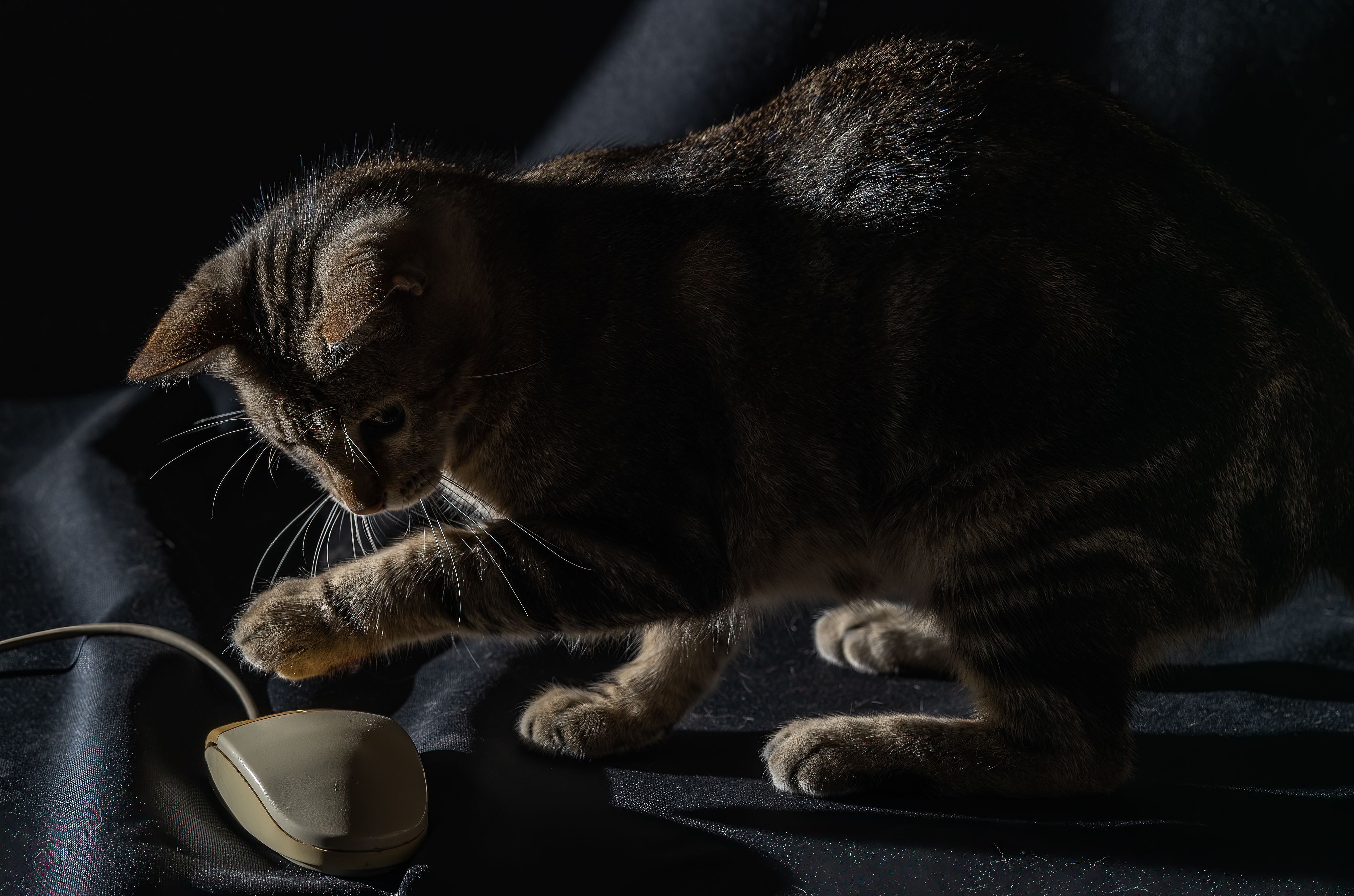 A tabby cat playing with a vintage computer mouse, a playful metaphor for the cat-and-mouse game between AI detectors and humanizers
